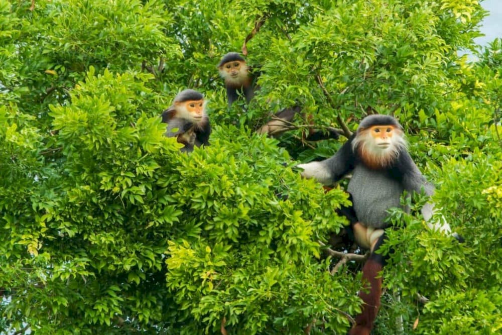 The Brown-shanked douc langurs typically reside in groups, perched on high tree branches